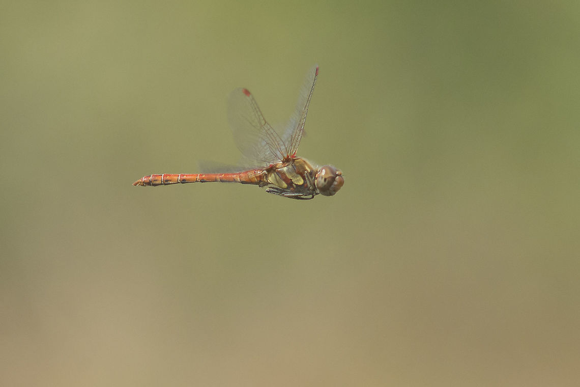 Fruits of the season Sympetrum striolatum, adult male in flight Common Darter,Sympetrum striolatum