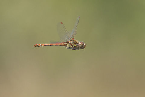 Fruits of the season Sympetrum striolatum, adult male in flight Common Darter,Sympetrum striolatum