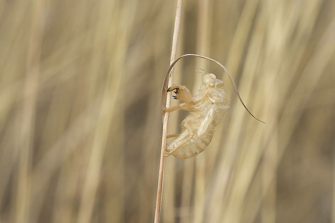 My past life Cicada sp. exuviae. Although it&#039;s possible to advance an ID it&#039;s better not to risk it. <br />
I don&#039;t have knowledge of a key for Cicadidae Exuviae, it can be the Cicada orni, or the Cicada barbara lusitanica, the two species that I know that are described for the portuguese territory.<br />
Adult size can be just a best guess, Cicada orni is a little big that the congener, and this exuviae that were found are quite small while the best way to distinguish them in adulthood is to listening to their particular chants.<br />
Given all the facts, just remains the record of 23 exuviae found, all probably from the same species, or not.<br />
Sometimes is hard to track all the past life of the cycle of a Cicada.<br />
 arthopoda,biodiversity,cicada,hemiptera,homoptera,insecta,insects