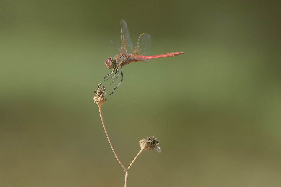Touch down Sympetrum fonscolombii, adult male touching down the dried flower. Or, summer still. <br />
The dragonfly in flight; mind focused on a meaningful frame, on a single moment, and a dragonfly forever in flight. Sympetrum fonscolombii,biodiversity,dragonfly in flight,inflight,insecta,insects,libellulidae,nomad,nomad dragonfly,odonata,red-veined darter,summer