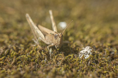 Chorthippus vagans Chorthippus vagans, ID by Orthoptera specialist. Chorthippus vagans,The steppe grasshopper