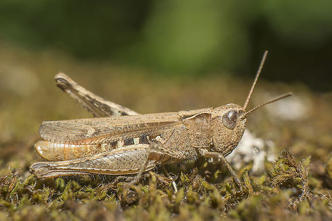 Steppe grasshopper