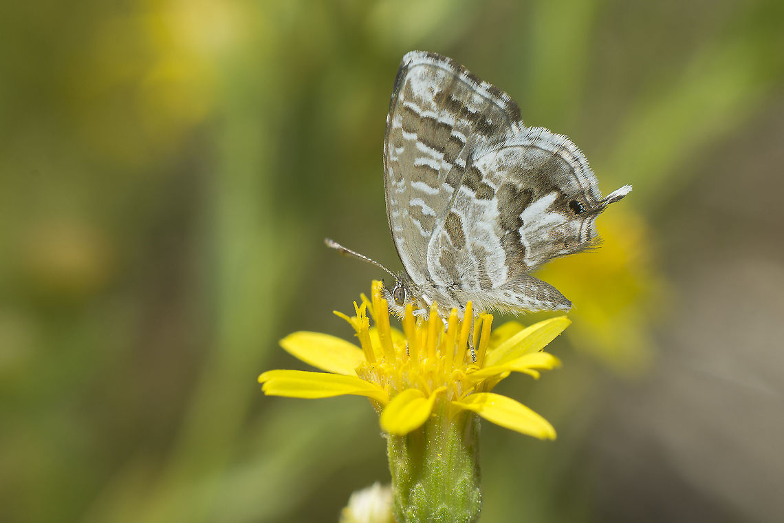 Cacyreus marshalli Cacyreus marshalli feeding on Senecio sp. Cacyreus marshalli,Geranium Bronze