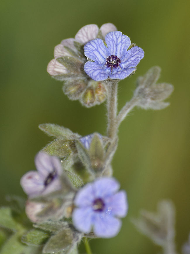 Cynoglossum creticum  Blue hound's tongue,Cynoglossum creticum