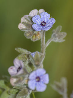 Cynoglossum creticum  Blue hound's tongue,Cynoglossum creticum