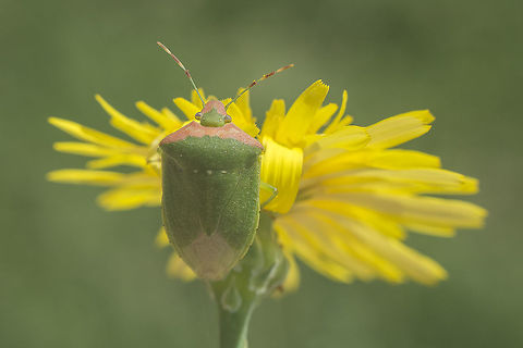 Nezara viridula Nezara viridula Heteroptera,Nezara,Nezara viridula,Nezara viridula f. torquata,Pentatomidae,Pentatominae,Pentatomini,Southern green stink bug,invasive species