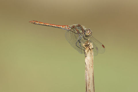 Sympetrum striolatum Sympetrum striolatum, adult male. Common Darter,Sympetrum striolatum