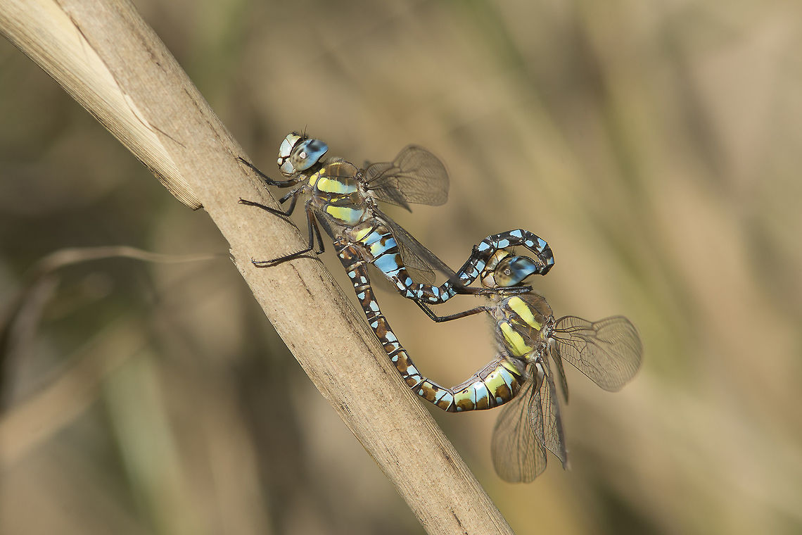 Aeshna mixta Aeshna mixta, mating wheel: female androchrome  Aeshna mixta,Migrant Hawker