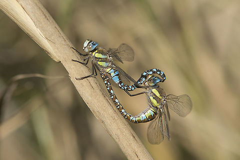 Aeshna mixta Aeshna mixta, mating wheel: female androchrome  Aeshna mixta,Migrant Hawker