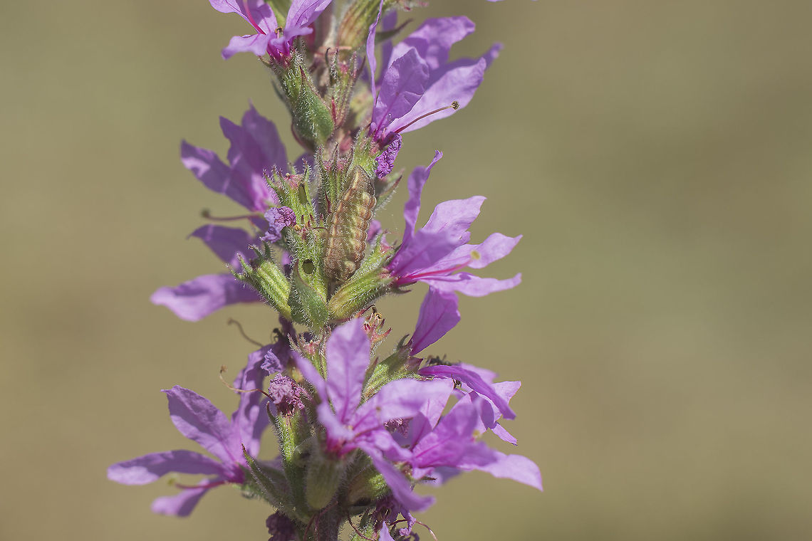 Lythrum salicaria L. Lythrum salicaria, with a fine guest, Leptotes pirithous caterpillar. Lythrum salicaria,Purple loosestrife,leptotes pirithous