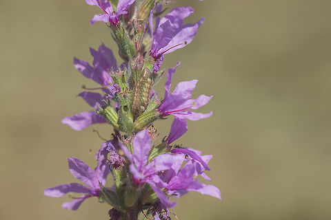 Lythrum salicaria L. Lythrum salicaria, with a fine guest, Leptotes pirithous caterpillar. Lythrum salicaria,Purple loosestrife,leptotes pirithous