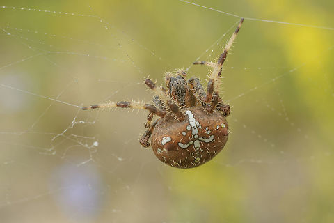 Araneus diadematus Araneus diadematus Araneus diadematus,European garden spider