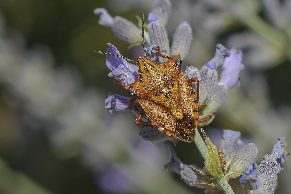 Carpocoris mediterraneus Carpocoris mediterraneus Carpocoris mediterraneus