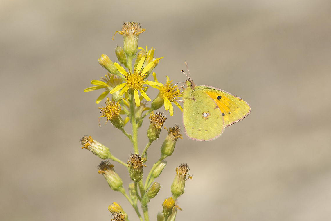 Dittrichia viscosa Dittrichia viscosa L., with a Colias crocea as flower ;) Dittrichia viscosa
