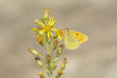 Dittrichia viscosa Dittrichia viscosa L., with a Colias crocea as flower ;) Dittrichia viscosa