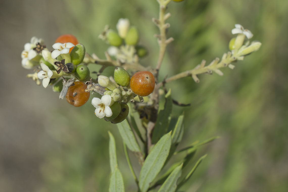 Daphne gnidium Daphne gnidium Daphne gnidium
