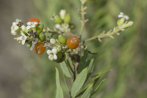 Daphne gnidium Daphne gnidium Daphne gnidium