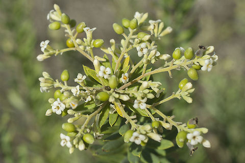 Daphne gnidium Daphne gnidium Daphne gnidium