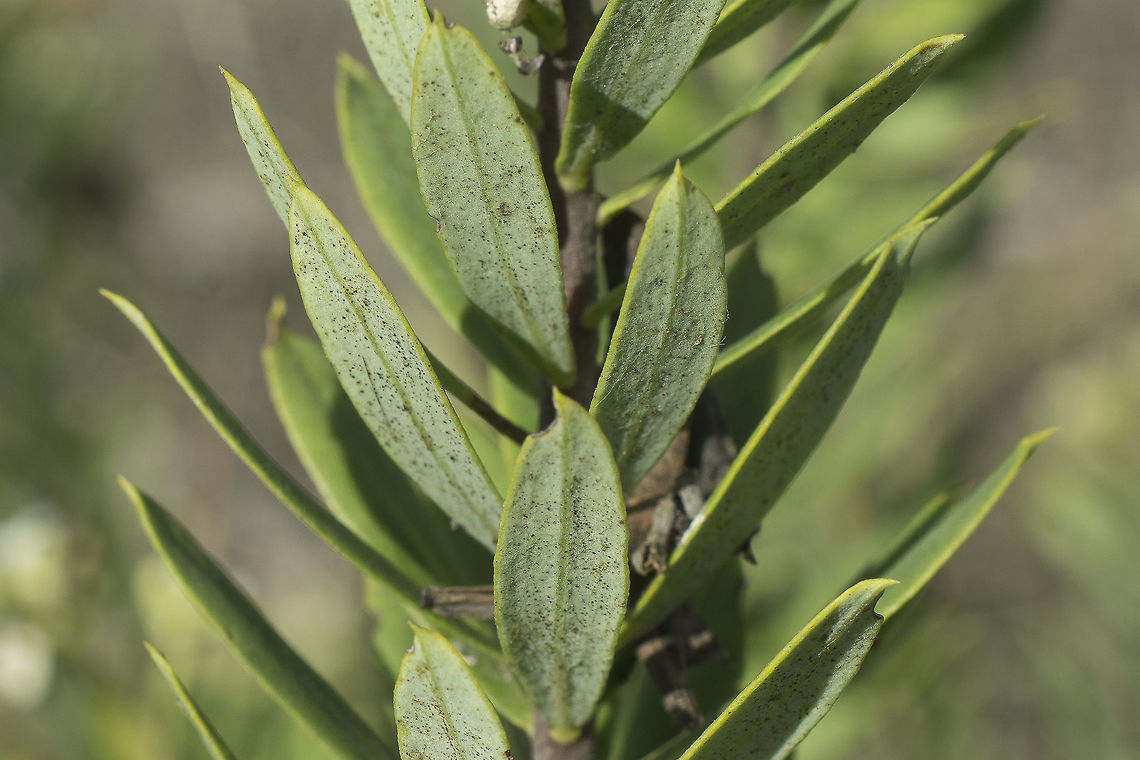 Daphne gnidium Daphne gnidium Daphne gnidium