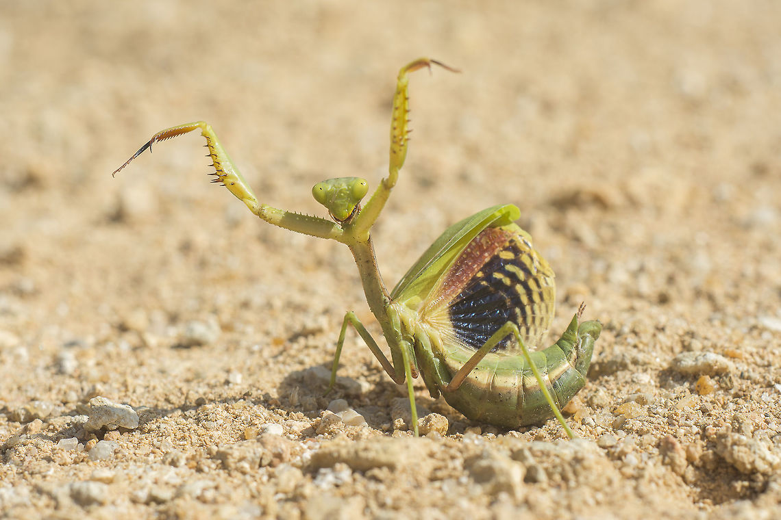 Watch out photographer! :) Iris oratoria, female in a defensive posture.  Iris oratoria,Mediterranean mantis
