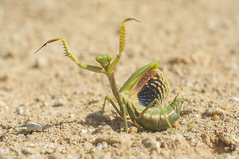 Watch out photographer! :) Iris oratoria, female in a defensive posture.  Iris oratoria,Mediterranean mantis
