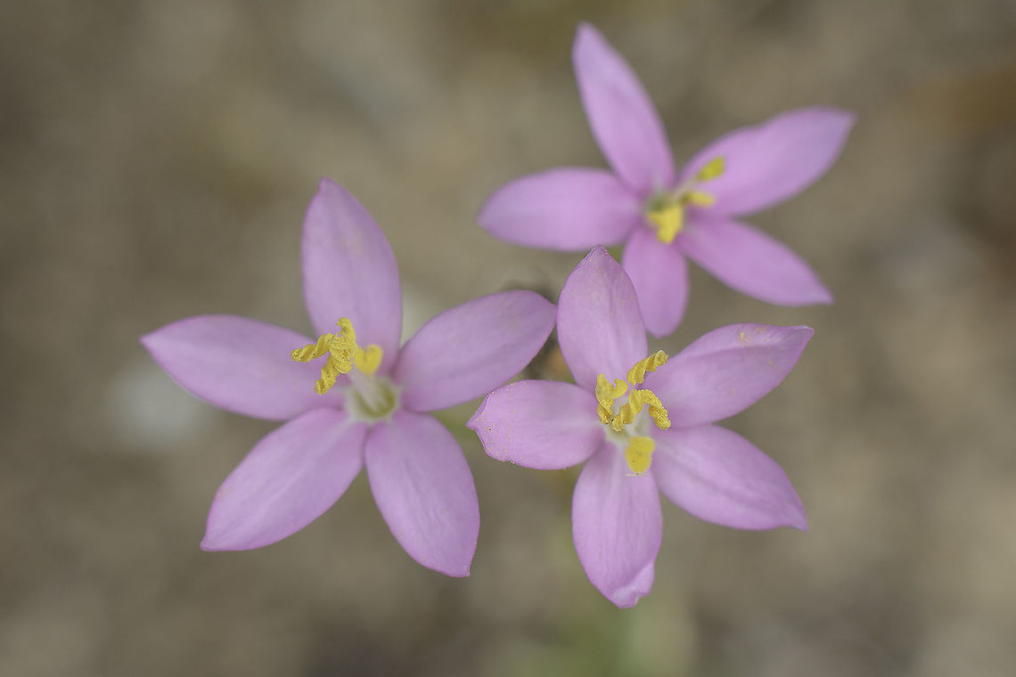 Centaurium spicatum Centaurium spicatum (L.) Fritsch<br />
<a href="http://flora-on.pt/#/0XLe3" rel="nofollow">http://flora-on.pt/#/0XLe3</a> Centaurium spicatum,Schenkia spicata