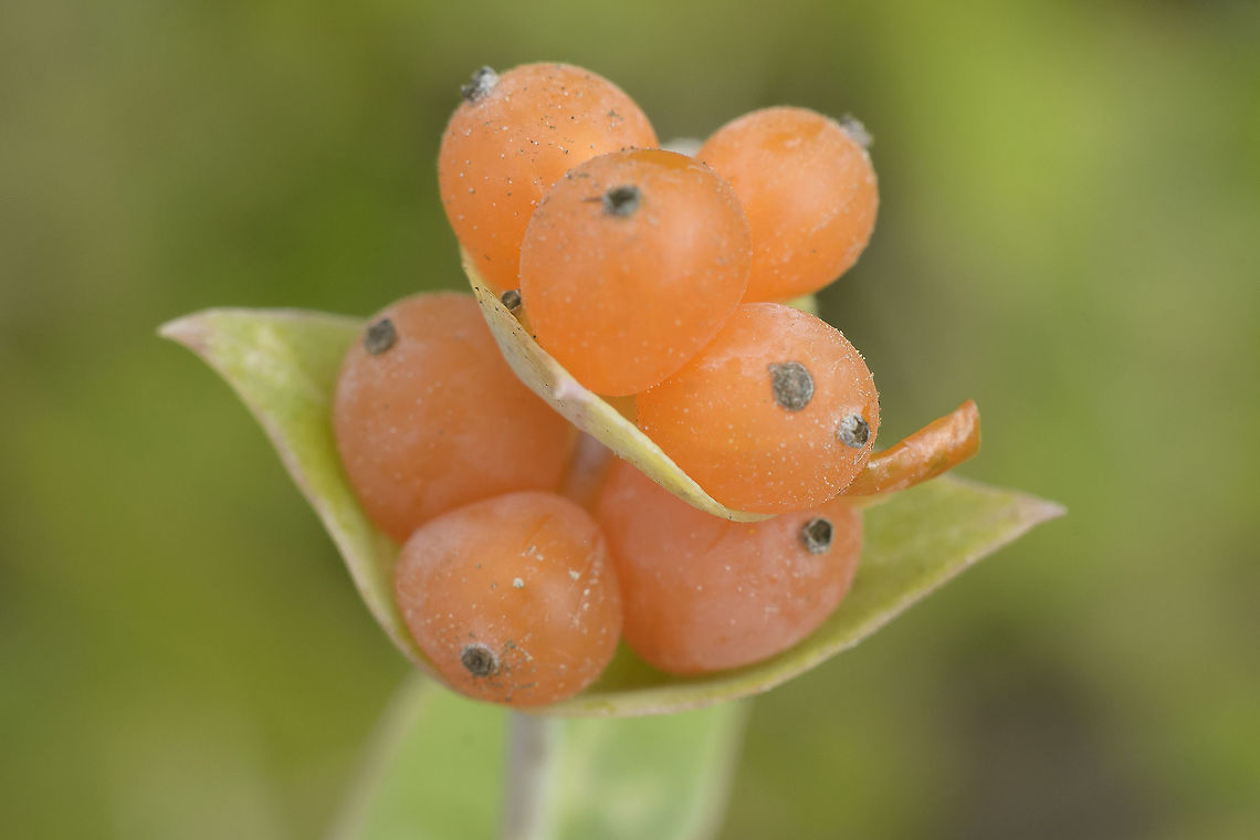Lonicera implexa Lonicera implexa Aiton, fruits<br />
<a href="http://flora-on.pt/#/0HhTJ" rel="nofollow">http://flora-on.pt/#/0HhTJ</a> Honeysuckle,Lonicera implexa
