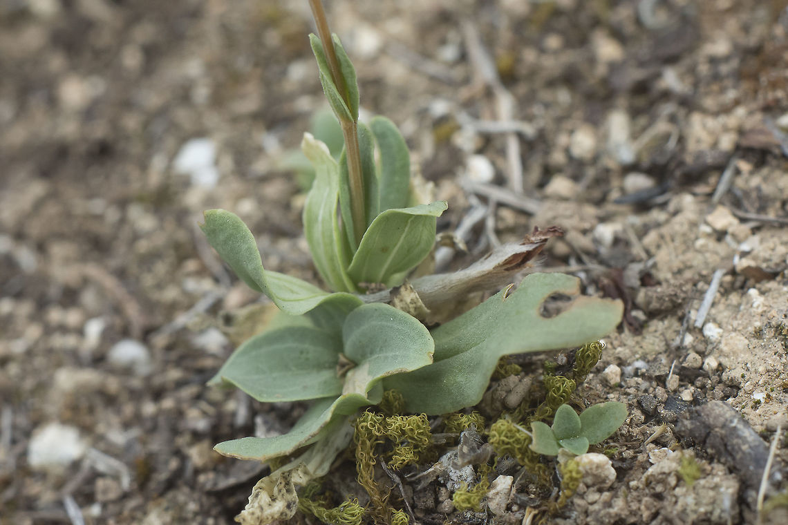 Centaurium spicatum Centaurium spicatum Centaurium spicatum,Schenkia spicata