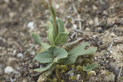 Centaurium spicatum Centaurium spicatum Centaurium spicatum,Schenkia spicata