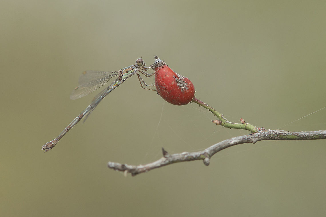 Fruits of the season Chalcolestes viridis, a female upon a rosaceae fruit. Chalcolestes viridis,Willow Emerald Damselfly,animal portraits,arthropoda,biodiversity,damselfly,insecta,insects,lestidae,macro,odonata