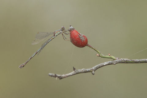 Fruits of the season Chalcolestes viridis, a female upon a rosaceae fruit. Chalcolestes viridis,Willow Emerald Damselfly,animal portraits,arthropoda,biodiversity,damselfly,insecta,insects,lestidae,macro,odonata
