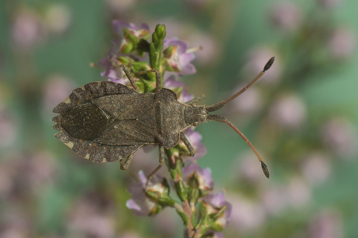 Enoplops scapha Enoplops scapha (Fabricius, 1794) on Calluna vulgaris Enoplops scapha,biodiversity,hemiptera,insects