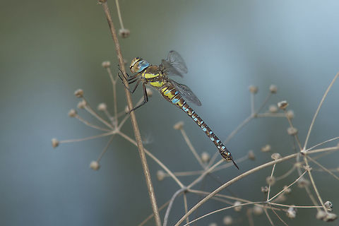 Colder days, darker nights Aeshna mixta, adult female at the end of the day. Aeshna mixta,Migrant Hawker