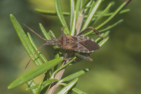 Leptoglossus occidentalis Leptoglossus occidentalis Leptoglossus occidentalis,Western conifer seed bug,arthopoda,biodiversity,bugs,coreidae,hemiptera,insects,invasive species,portugal