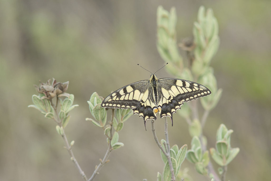 Autumn still Papilio machaon on a cold day, over Cistus albidus. Old World swallowtail,Papilio machaon