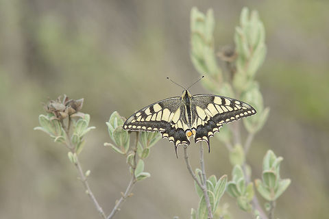 Autumn still Papilio machaon on a cold day, over Cistus albidus. Old World swallowtail,Papilio machaon