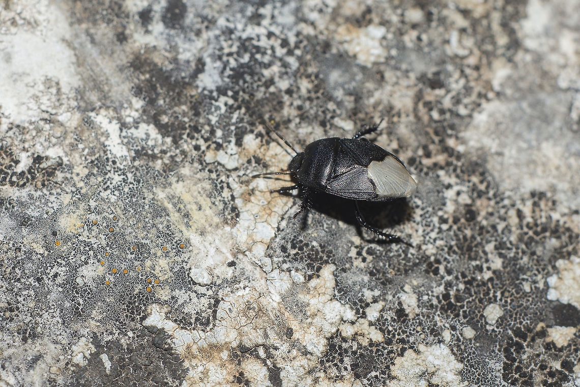 Cydnus aterrimus Cydnus aterrimus  Black burrowing bug,Cydnus aterrimus,arthropoda,biodiversity,bugs,hemiptera,insects