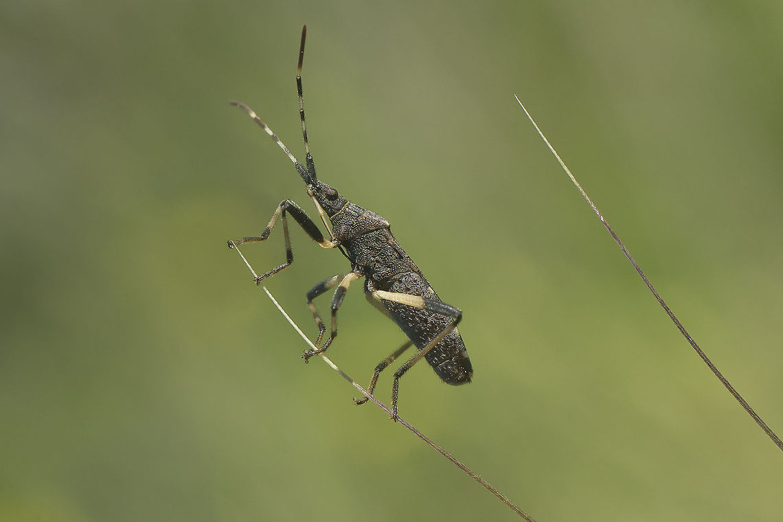 Dicranocephalus sp. Dicranocephalus sp. arthropoda,biodiversity,bugs,flying insects,hemiptera