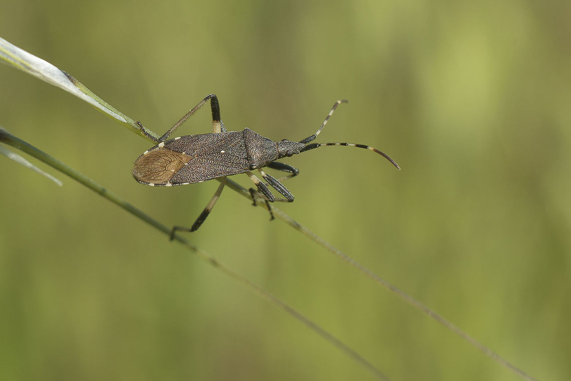 Dicranocephalus sp. Dicranocephalus sp. arthropoda,biodiversity,bugs,hemiptera,insects