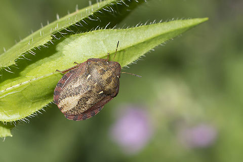 Eurygaster maura Eurygaster maura
 Arthropoda,Eurygaster maura,biodiversity,bugs,hemiptera,insects,shield bugs