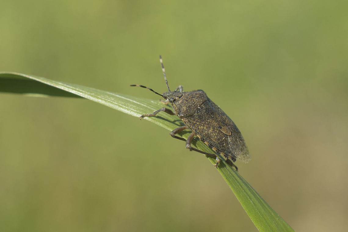 Rhaphigaster nebulosa Rhaphigaster nebulosa Rhaphigaster nebulosa