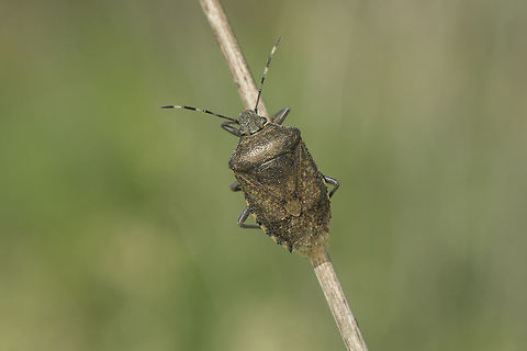 Rhaphigaster nebulosa Rhaphigaster nebulosa, top view. Rhaphigaster nebulosa