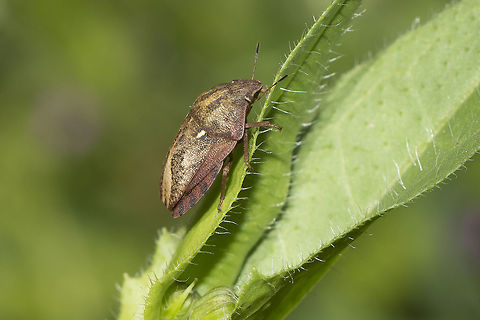Eurygaster maura Eurygaster maura Eurygaster maura,arthropoda,biodiversity,bugs,hemiptera,insects,shield bugs