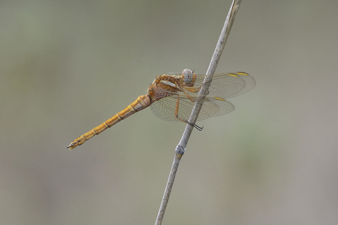 Golden autumn Ortthetrum chrysostigma, an adult female at the end of the season, on a slightly cold sunless afternoon.<br />
EXIF: Nikon Nikkor 80-200mm 4.5 @ 200mm | 12mm Extension Epaulet skimmer,Orthetrum chrysostigma,Ortthetrum chrysostigma,autumn,biodiversity,dragonfly,insects,libellulidae,odonata