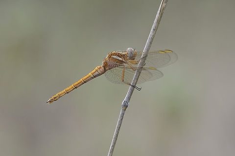 Golden autumn Ortthetrum chrysostigma, an adult female at the end of the season, on a slightly cold sunless afternoon.
EXIF: Nikon Nikkor 80-200mm 4.5 @ 200mm | 12mm Extension Epaulet skimmer,Orthetrum chrysostigma,Ortthetrum chrysostigma,autumn,biodiversity,dragonfly,insects,libellulidae,odonata