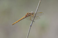 Golden autumn Ortthetrum chrysostigma, an adult female at the end of the season, on a slightly cold sunless afternoon.<br />
EXIF: Nikon Nikkor 80-200mm 4.5 @ 200mm | 12mm Extension Epaulet skimmer,Orthetrum chrysostigma,Ortthetrum chrysostigma,autumn,biodiversity,dragonfly,insects,libellulidae,odonata