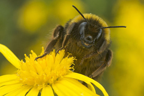 Autumn bumblebee Bombus terrestris warming on a flower. Bombus terrestris,apidae,biodiversity,hymenoptera,insects