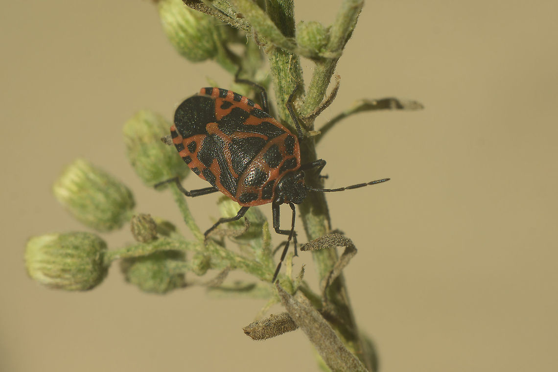 Eurydema ventralis Eurydema ventralis Eurydema ventralis,Pentatomoidea,Strachiini,arthropoda,biodiversity,hemiptera,insecta,insects,pentatomidae