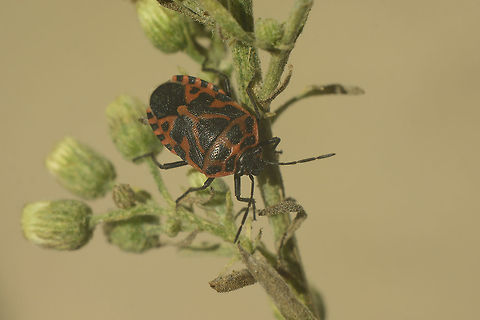 Eurydema ventralis Eurydema ventralis Eurydema ventralis,Pentatomoidea,Strachiini,arthropoda,biodiversity,hemiptera,insecta,insects,pentatomidae