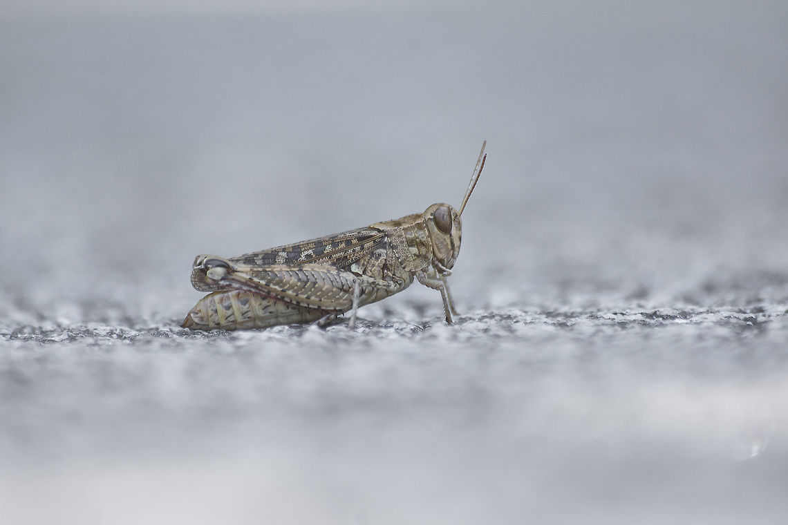 Calliptamus barbarus Calliptamus barbarus, female. Calliptamus barbarus,acrididae,biodiversity,grasshoppers,insecta,insects,orthoptera